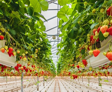 張家口草莓種植基地